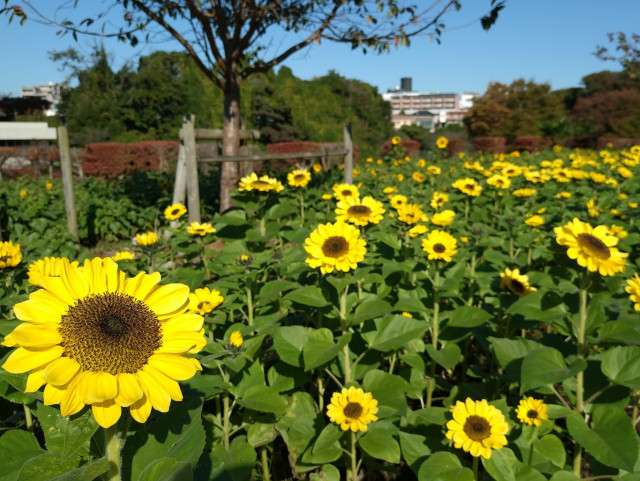 かにが沢公園【座間市】